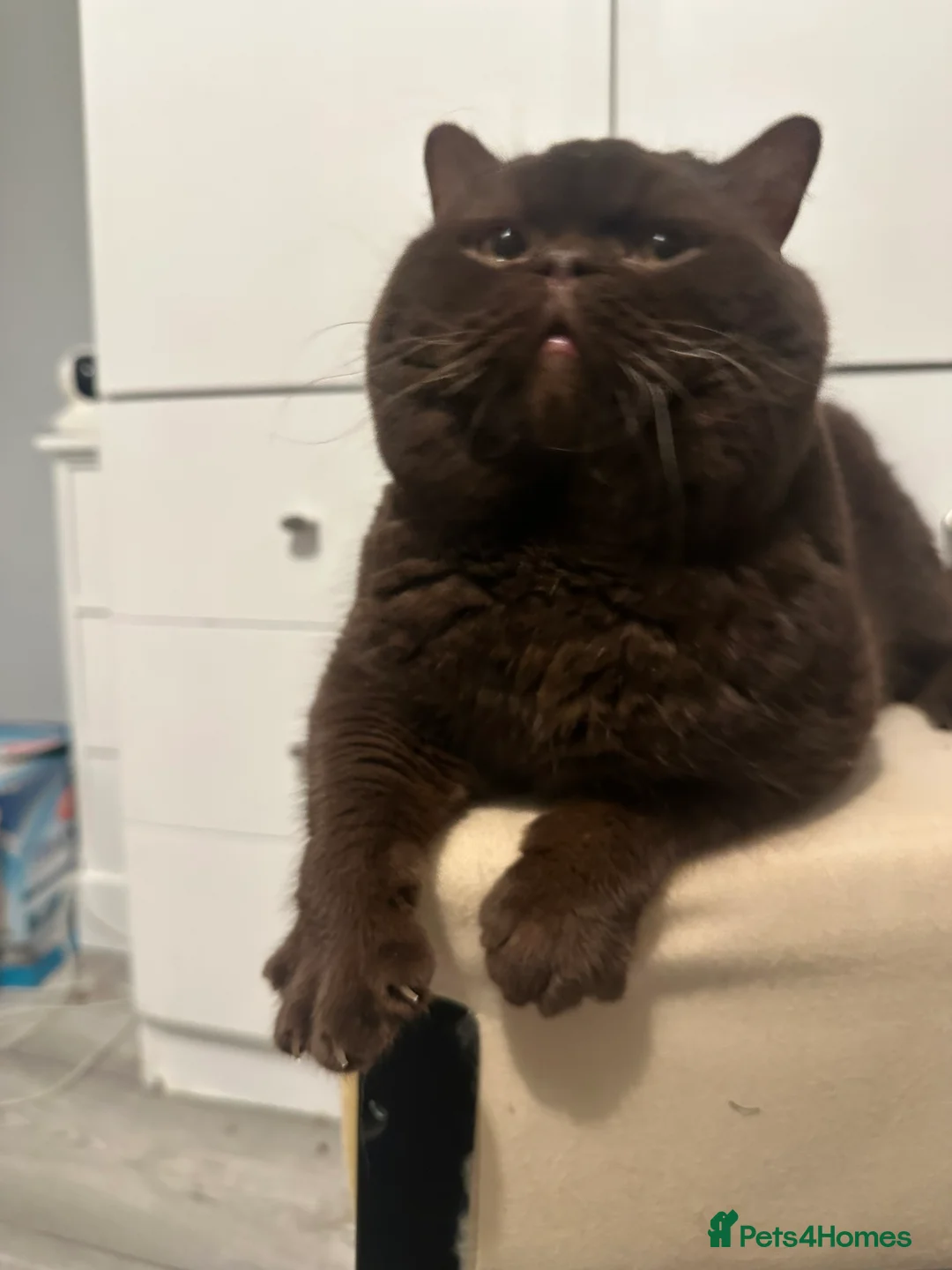 British Shorthair cats for stud: 🍁 GCCF Champion Chocolate Stud 🍁 in Warrington - Advert 8