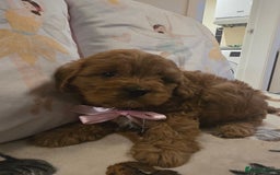 Cavapoo dogs for sale: Ruby red cavapoo puppies  - Image 13