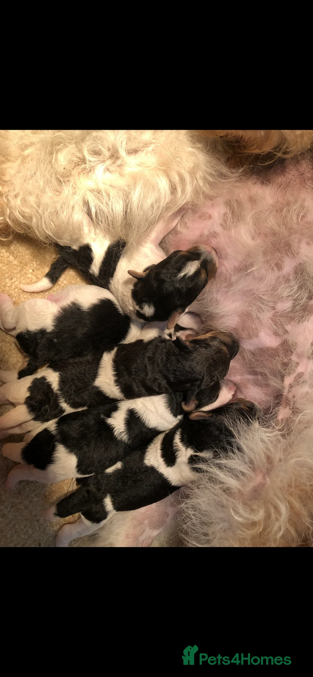 Fox Terrier dogs for sale: Fox Terrier wire haired - Advert 3