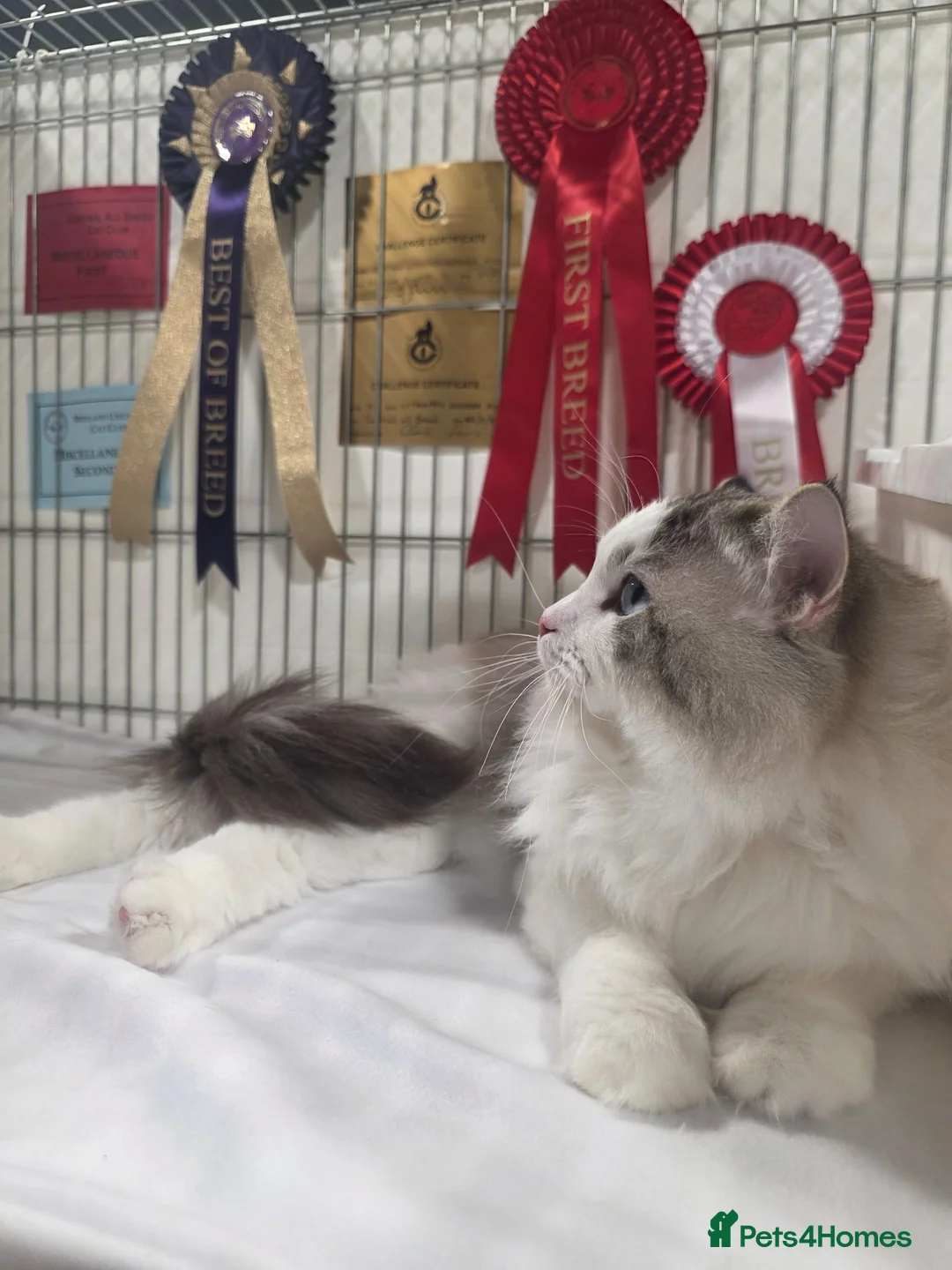 Ragdoll cats for stud: GCCF/TICA ACTIVE REGISTERED Champion winner  - Advert 2