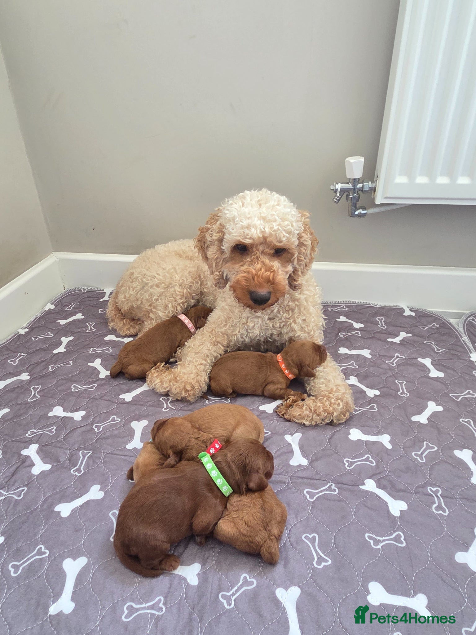 Cockapoo dogs for sale: Cockapoo puppies in Dereham - Advert 2