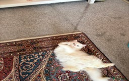 Persian cats for sale: Beautiful persian chinchilla queen  - Image 2