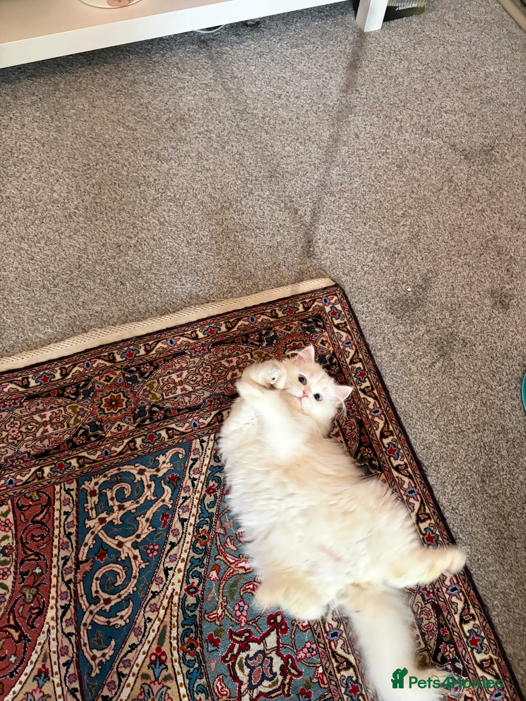 Persian cats for sale: Beautiful persian chinchilla queen  - Image 2