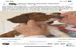 Welsh Springer Spaniel dogs for sale: Beautifully bred Welsh Springer Spaniels  - Advert 4