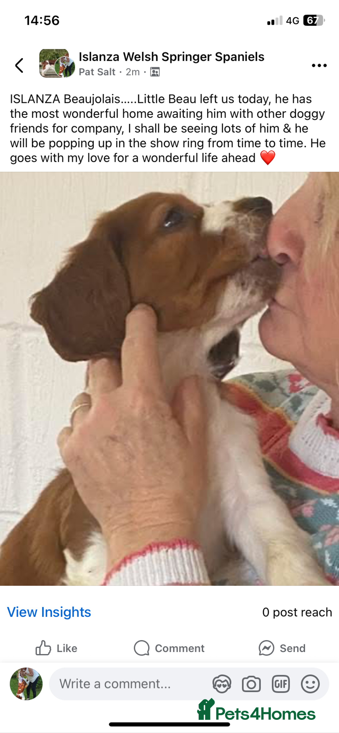 Welsh Springer Spaniel dogs for sale: Beautifully bred Welsh Springer Spaniels  - Advert 4