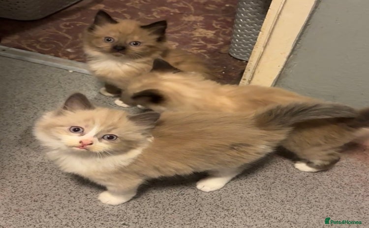 Mixed Breed cats - Advert 2