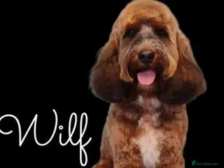 Miniature Poodle dogs Stunning Sable F1 Cockapoo DNA tested 100% success in Cannock - Advert 2