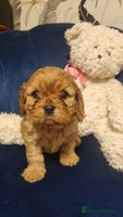 Cavapoo dogs beautiful fox red miniature cavapoo puppies - Advert 13