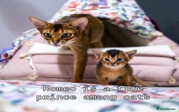 Abyssinian cats for sale:  Champions  Line Romeo-TICA reg. Abyssinian Beauty - Image 28
