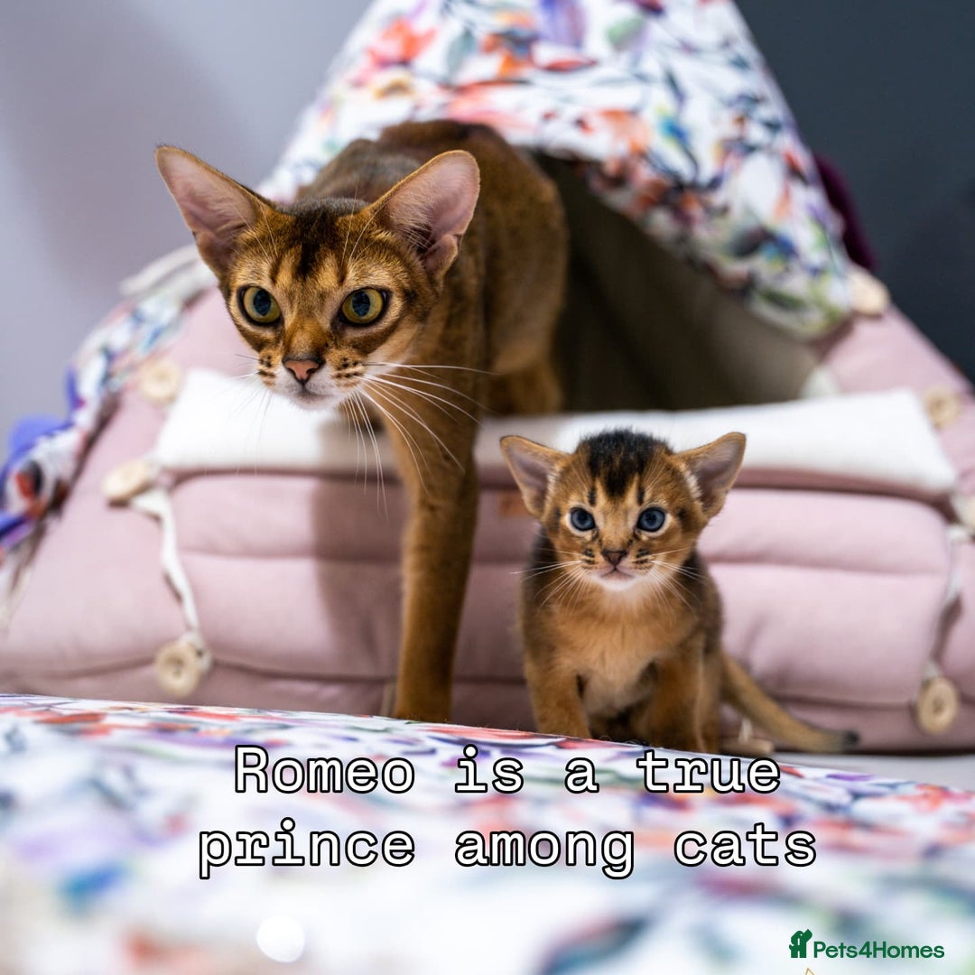 Abyssinian cats for sale:  Champions  Line Romeo-TICA reg. Abyssinian Beauty - Image 28