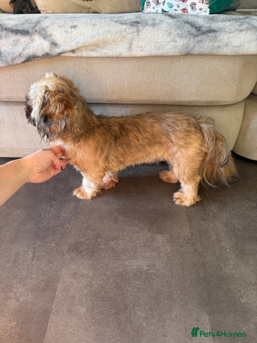 Shih Tzu dogs for sale: Imperial Shih Tzu KC Registered  - Advert 6