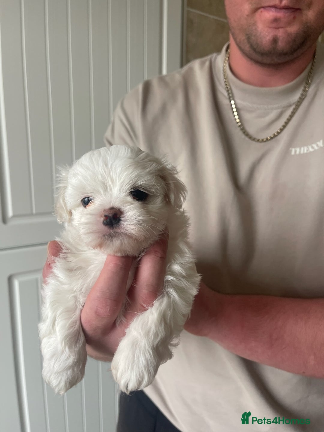 Maltese dogs for sale: Adorable KC Korean Maltese X Malshi puppies 🐾 - Image 7