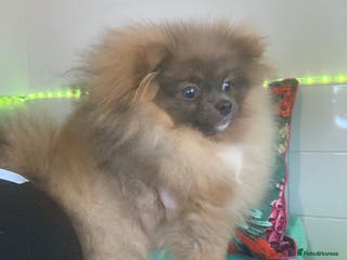 Pomeranian dogs Female Tiny Pomeranian 6 months Old OPEN TO OFFERS - Advert 7