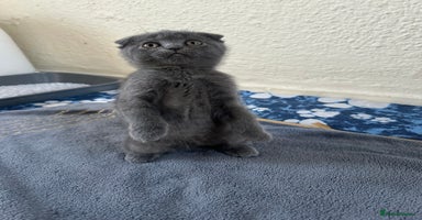 Scottish Fold cats - Advert 2