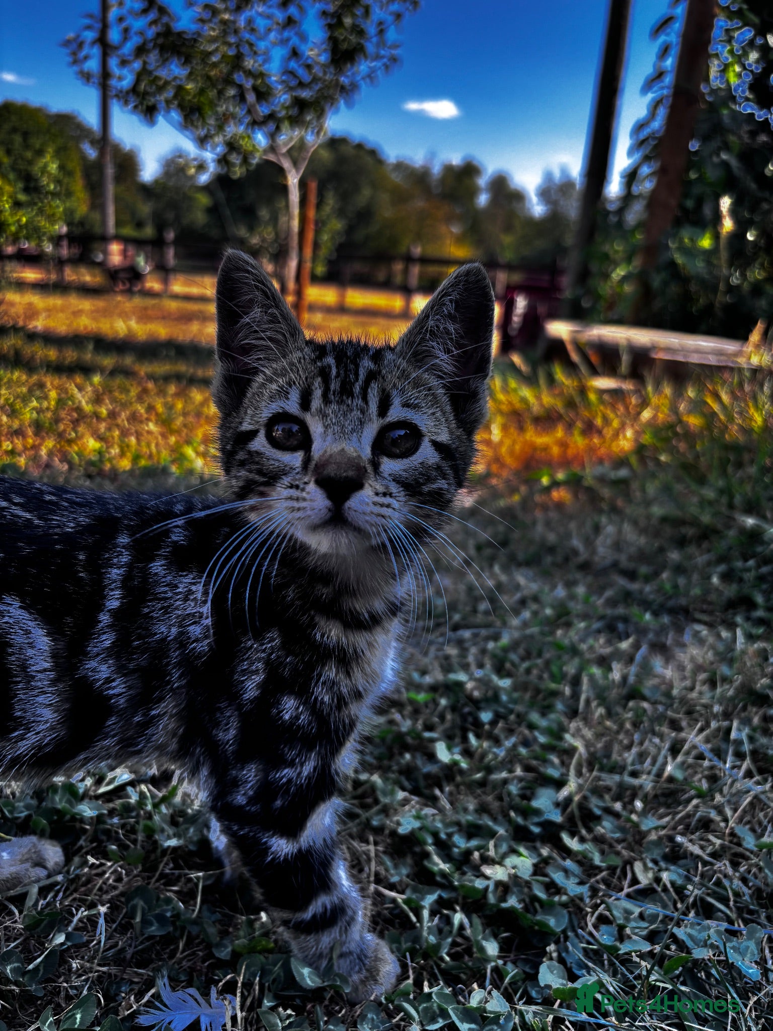 Bengal cats Gorgeous part bengal kittens ready for loving home - Advert 2