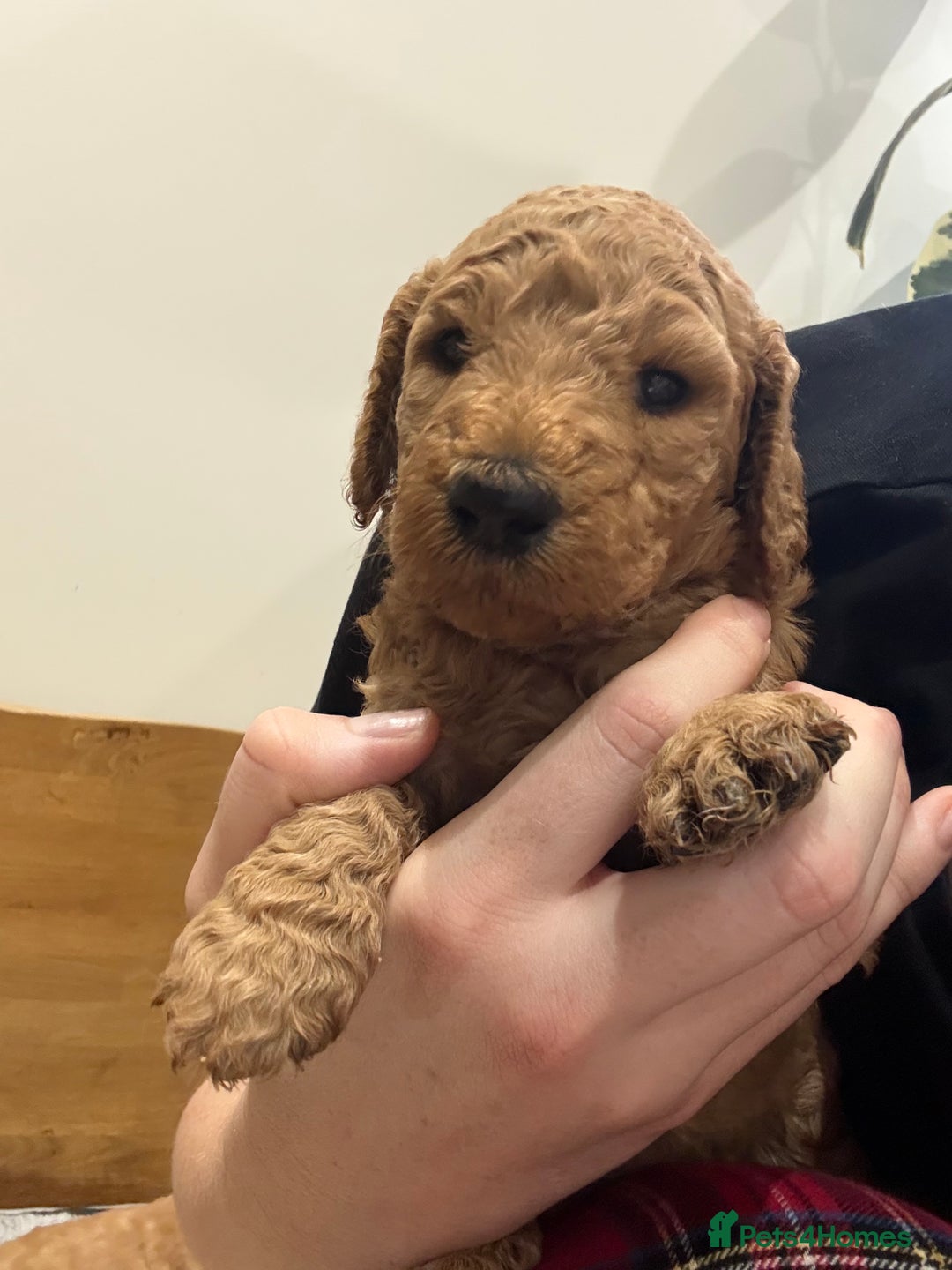 Irish Doodle dogs for sale: 6 beautiful F1b Irish Doodle puppies ❤️🐶 - Image 20