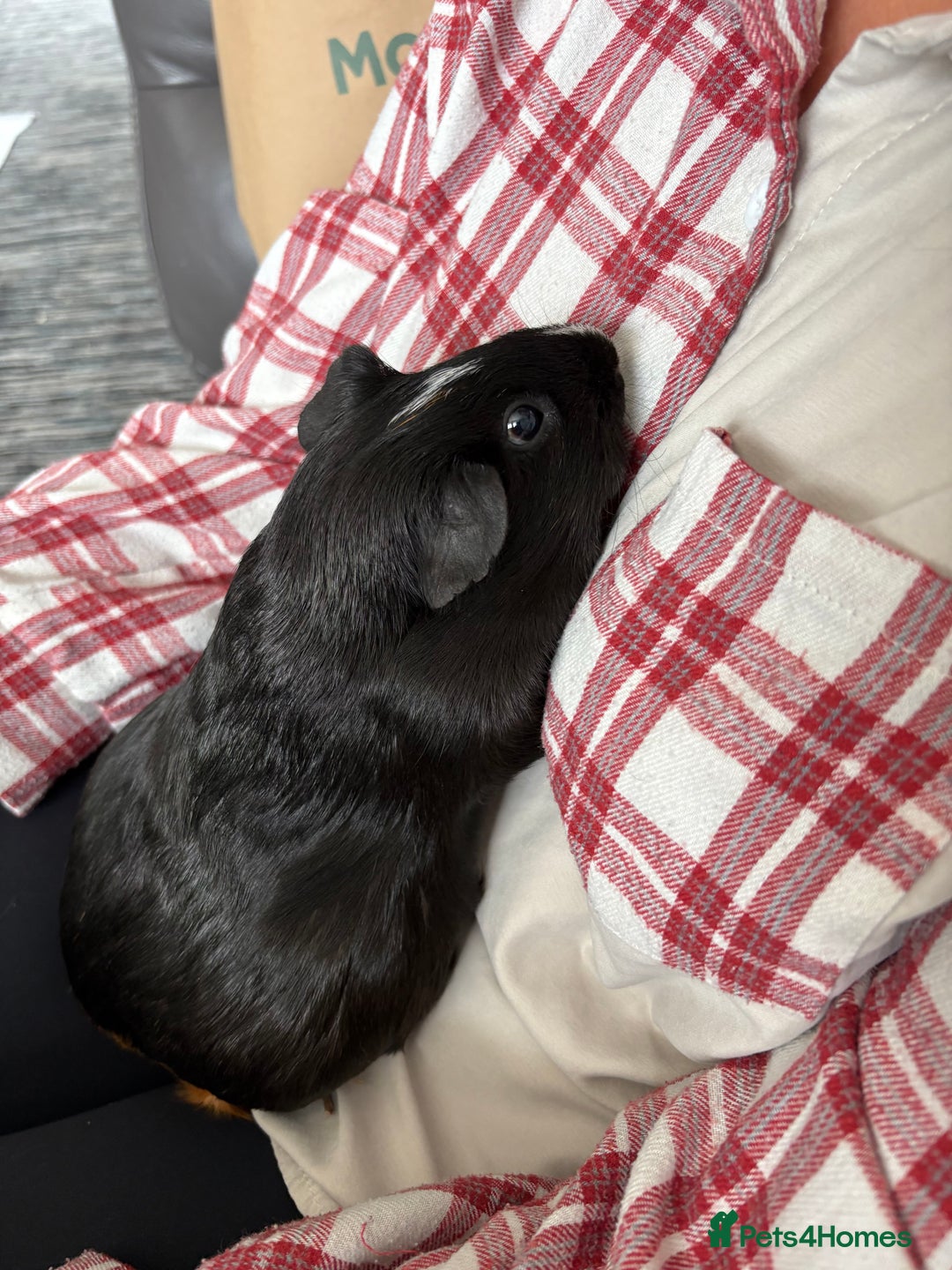 Guinea Pig rodents for sale: 2 Female Guinea Pigs - Image 4