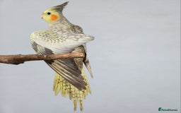 Cockatiels birds for sale: Sociable young Pearl Cockateil - Image 2