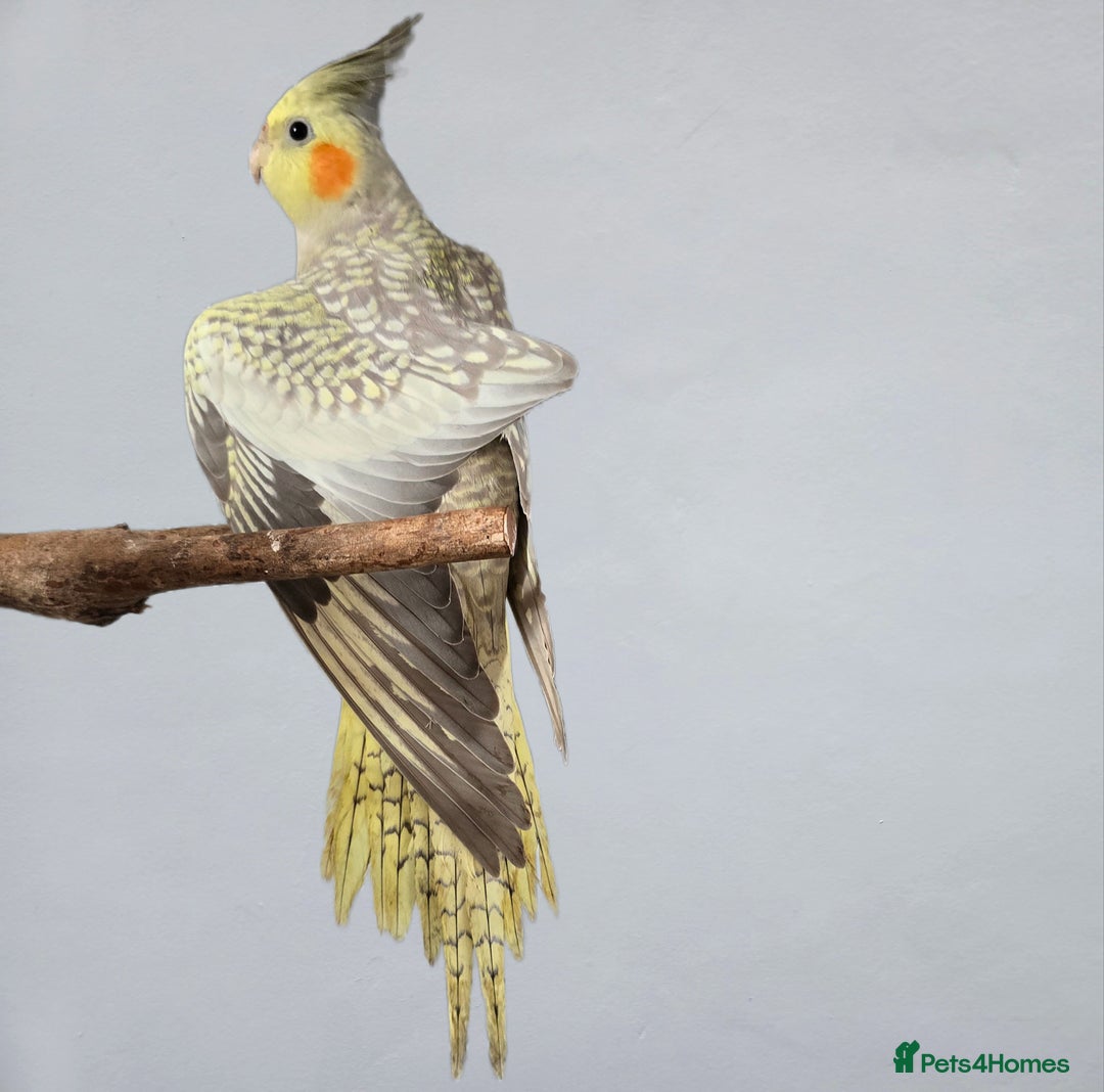 Cockatiels birds for sale: Sociable young Pearl Cockateil - Image 2