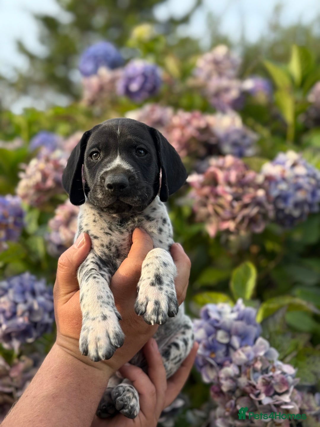 German Shorthaired Pointer dogs for sale: German Shorthaired Pointer Puppies - Image 3