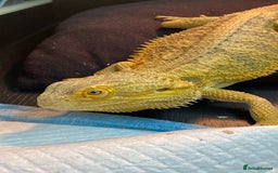 Bearded Dragon reptiles for sale: X2 Bearded Dragons (SOLD) - Image 3