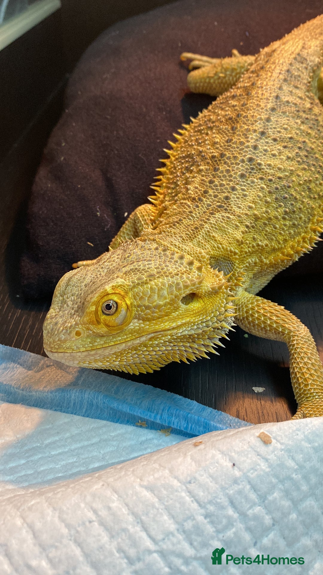 Bearded Dragon reptiles for sale: X2 Bearded Dragons (SOLD) - Image 3