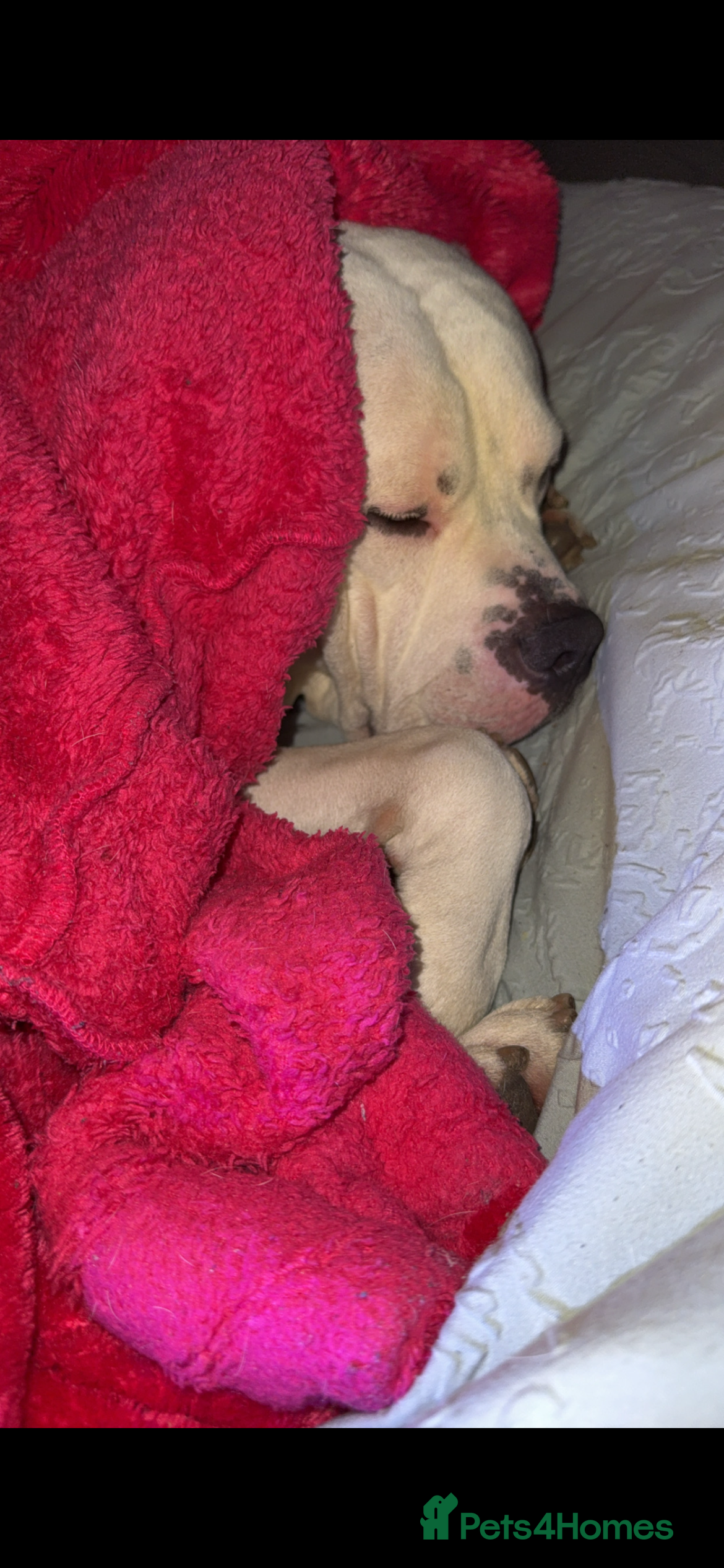 American Bulldog dogs My beautiful white American bulldog  - Advert 7