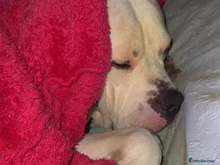 American Bulldog dogs My beautiful white American bulldog - Advert 7