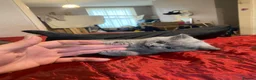 British Shorthair cats for sale:     “Beautiful British Shorthair Kittens” - Advert 15