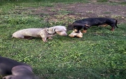 Miniature Dachshund dogs for sale: Miniature dachshund girl  - Image 3