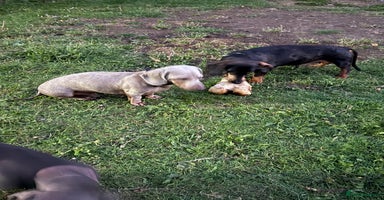 Miniature Dachshund dogs - Advert 11