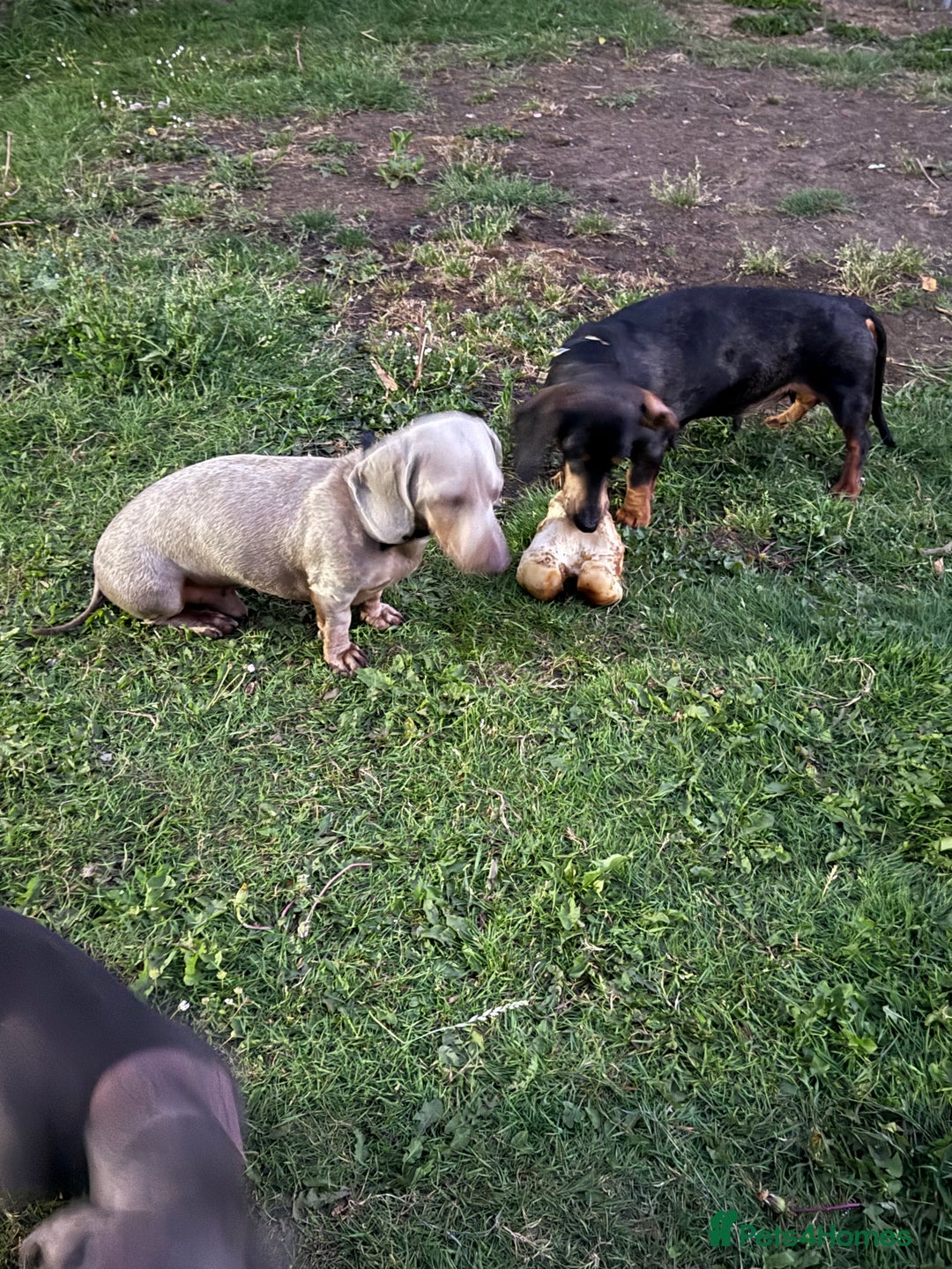 Miniature Dachshund dogs for sale: Miniature dachshund girl  - Image 3