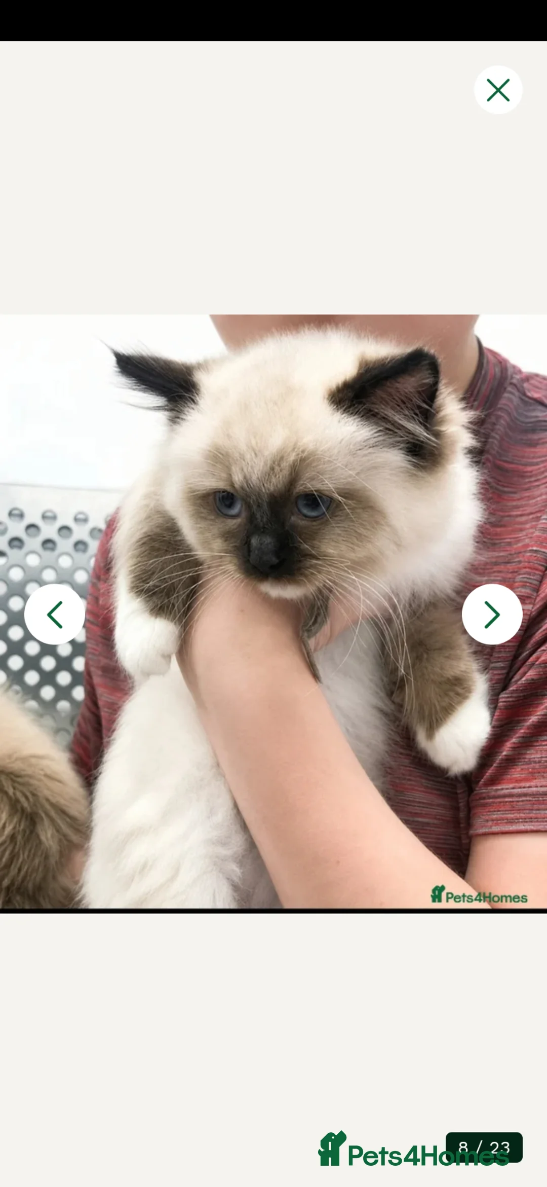 Ragdoll cats for sale: Tica reg seal mitted ragdoll imperial and gc lines in Birkenhead - Advert 2