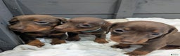 Miniature Dachshund dogs for sale: Beautiful Miniature Dachshund *one little girl* - Advert 4