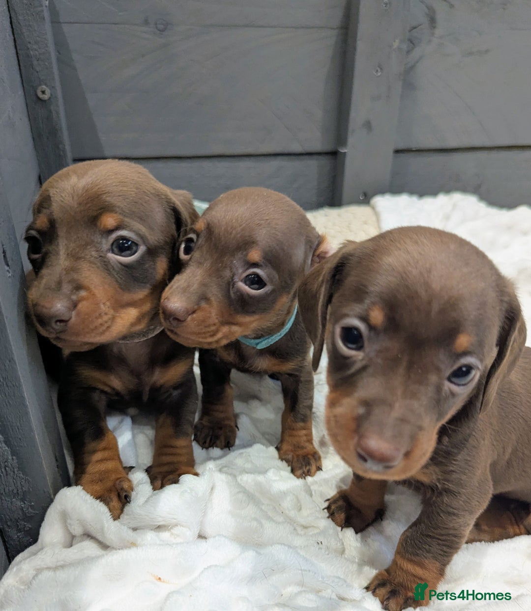 Miniature Dachshund dogs for sale: Beautiful Miniature Dachshund *one little girl* - Advert 4