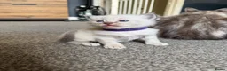 Ragdoll cats for sale: 3 gorgeous blue point male ragdolls. Ready now.  - Advert 20