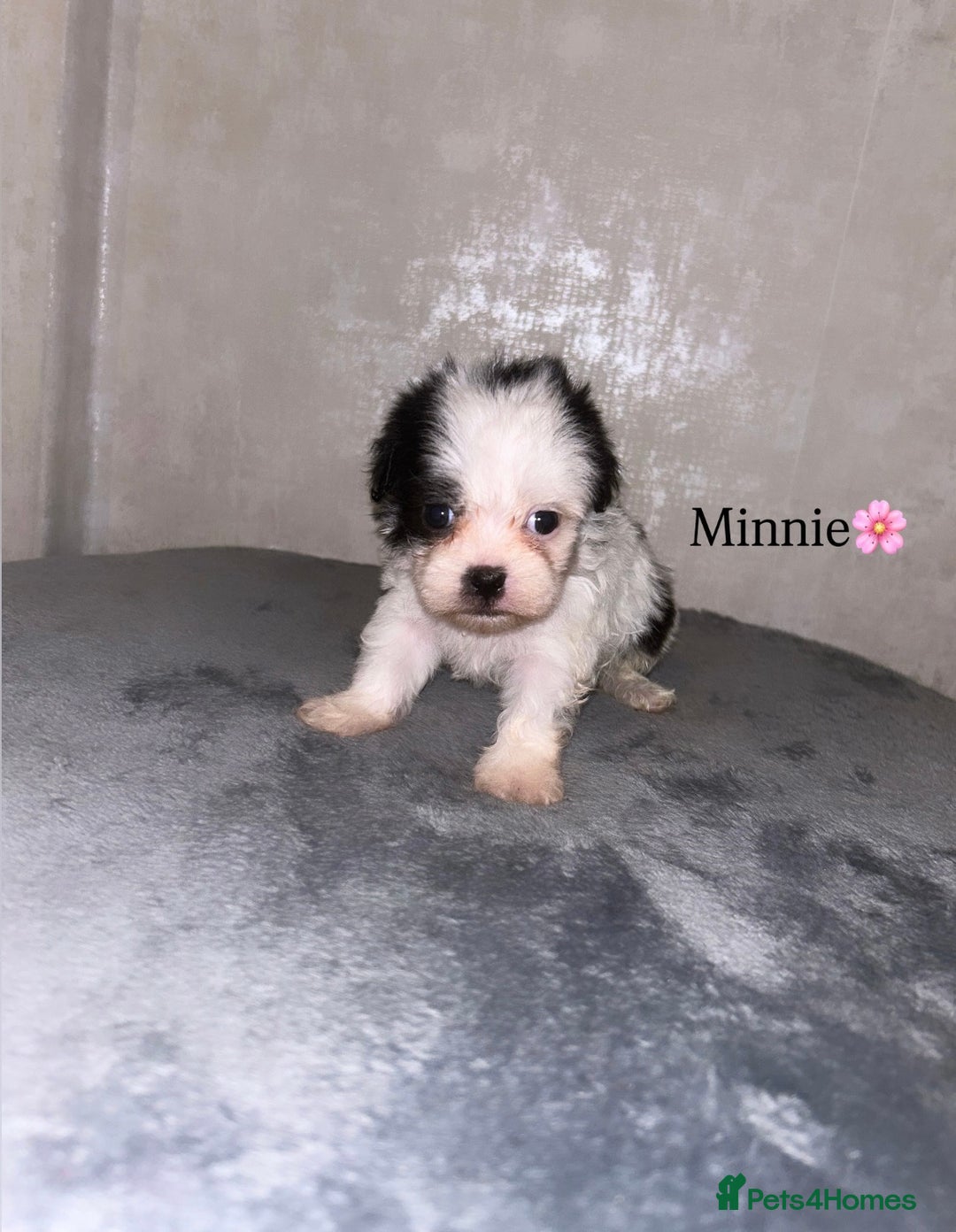 Shihpoo dogs for sale: Gorgeous Shihpoos for sale  - Advert 5