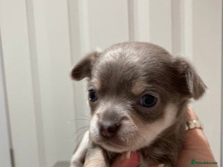 Chihuahua dogs 🎄 Chihuahua pups ready to leave 27th of December - Advert 10