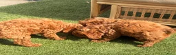 Cockapoo dogs for sale: Miniature cockapoo’s  - Advert 6