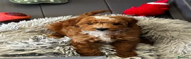 Cavapoo Puppy 1