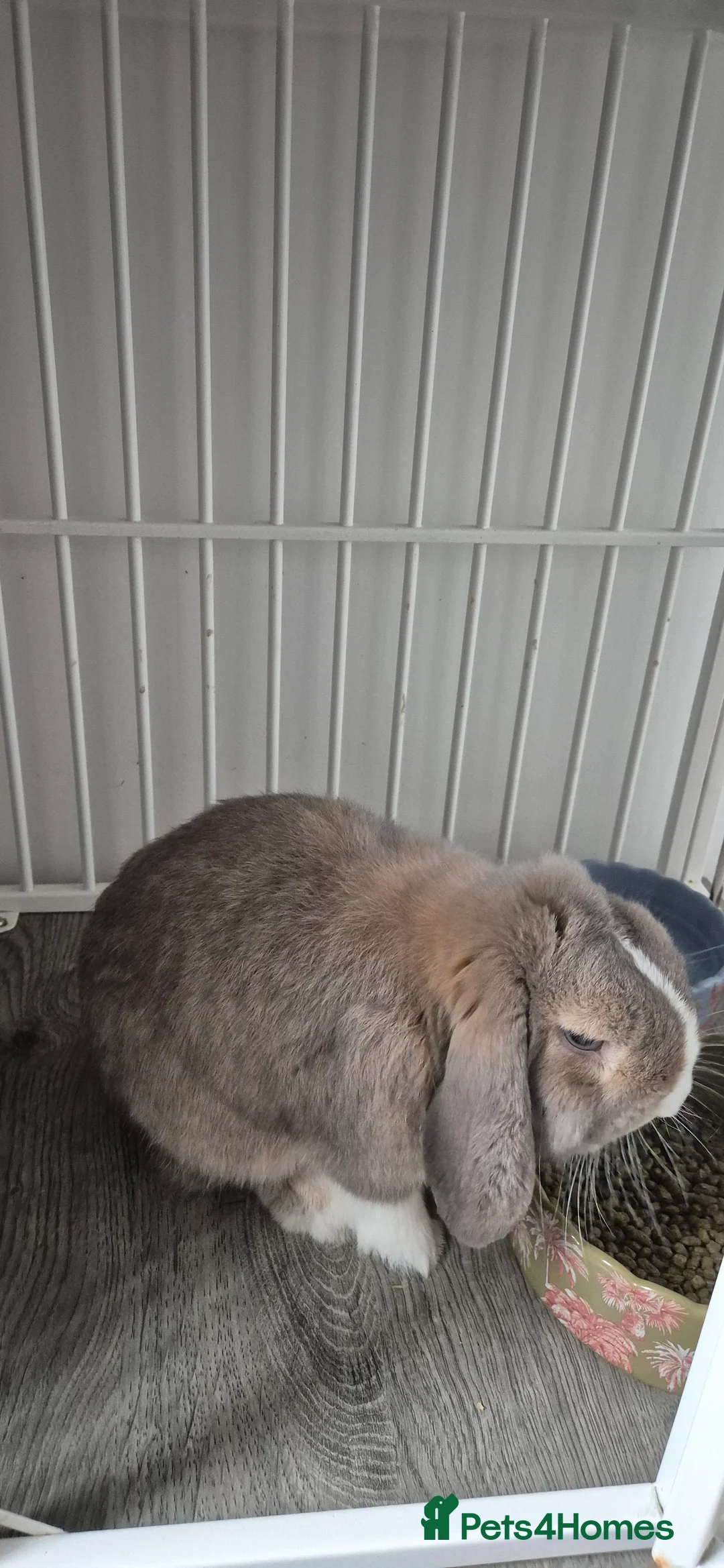 Mixed Breed rabbits for sale: Lop rabbit - Browny colour  - Advert 1