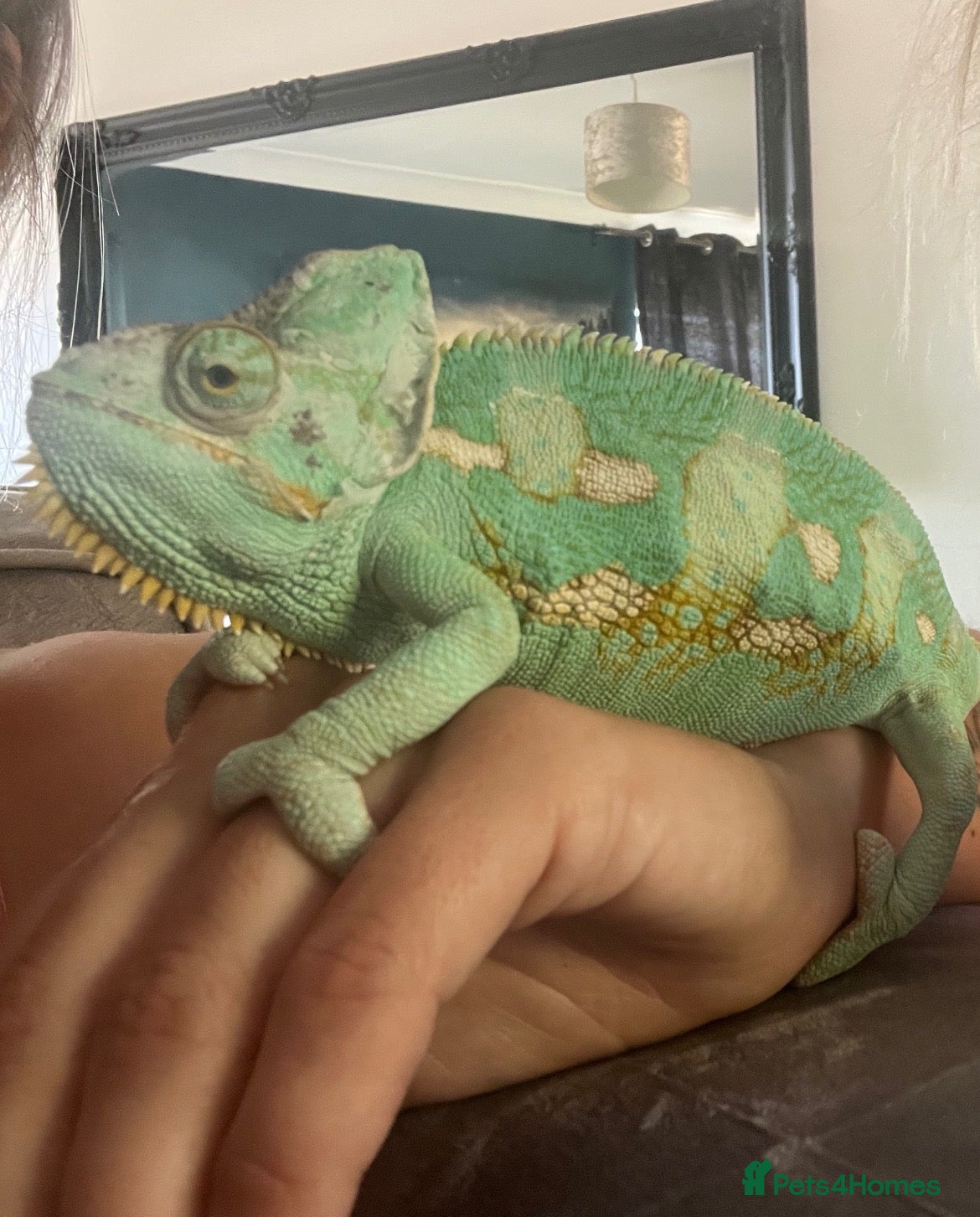 Chameleon reptiles Male chameleon friendly  - Advert 2