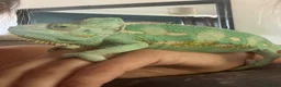 Chameleon reptiles for sale: Male chameleon friendly  - Advert 1