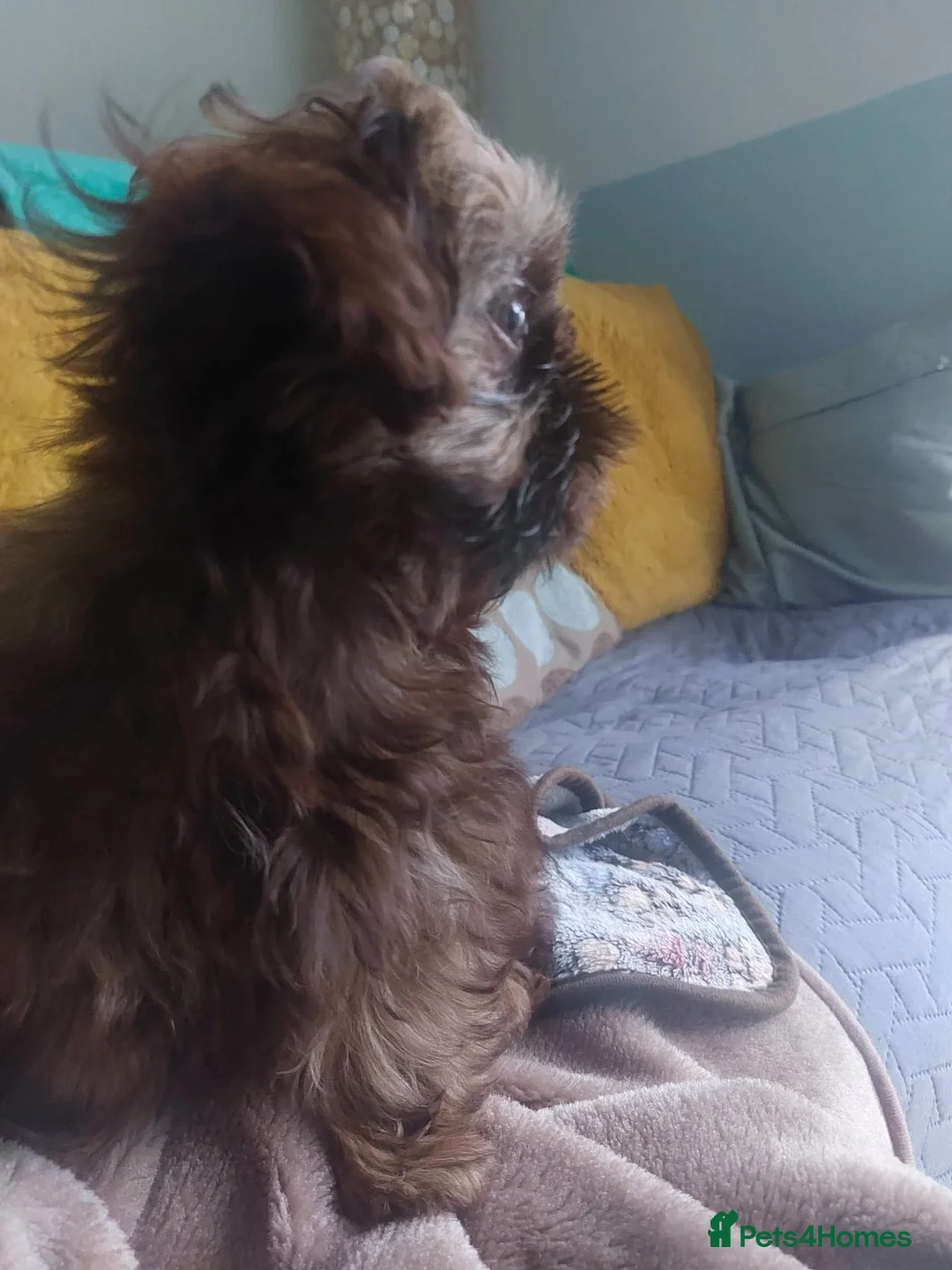 Shih Tzu dogs for sale: Female imperial shih tzu  - Advert 2