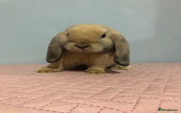 Mini Lop rabbits for sale: Beautiful Mini Lop Rabbit  - Image 2
