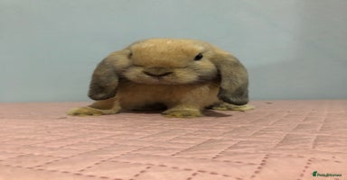 Mini Lop rabbits - Advert 1