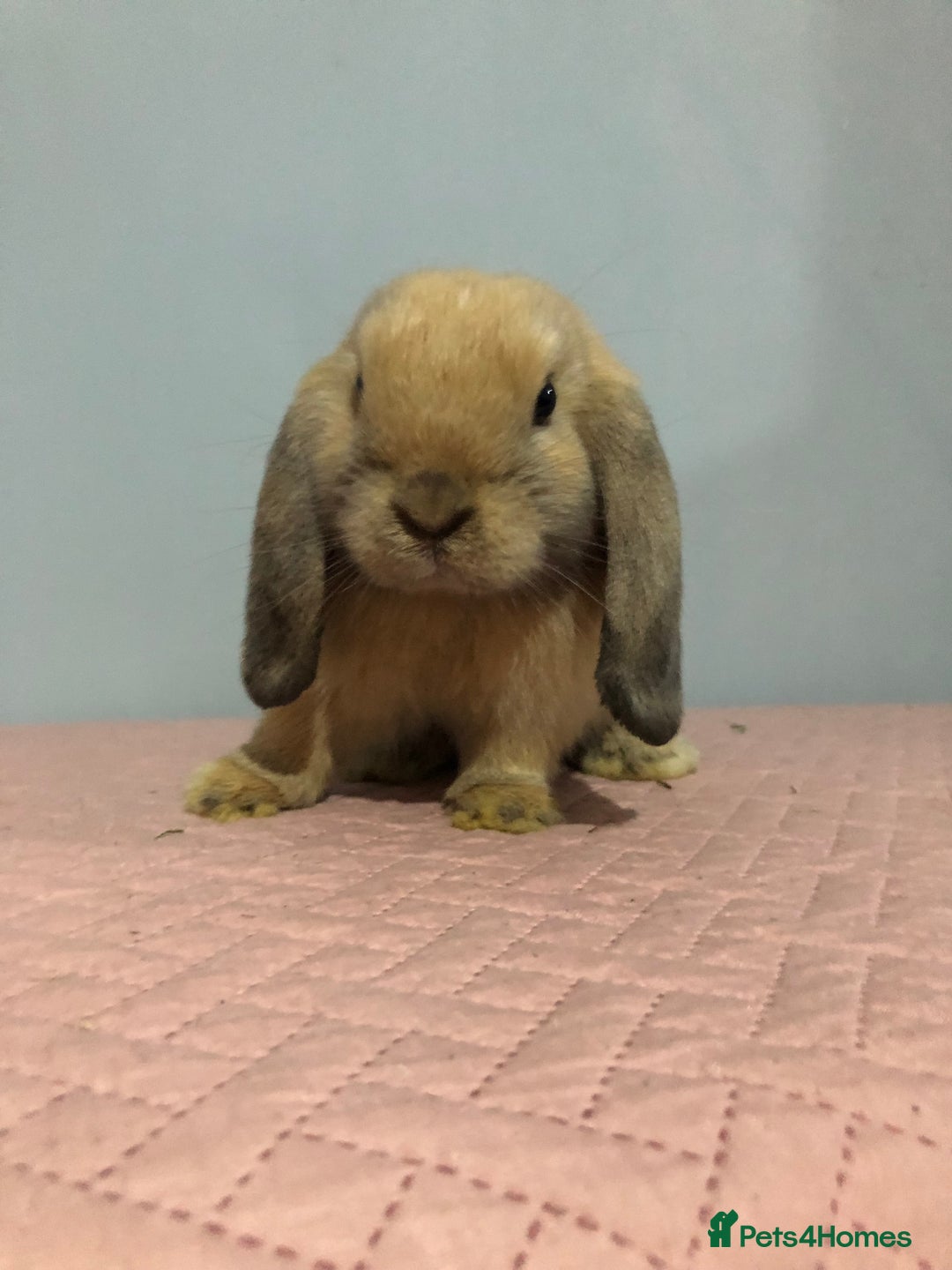 Mini Lop rabbits for sale: Beautiful Mini Lop Rabbit  - Image 2