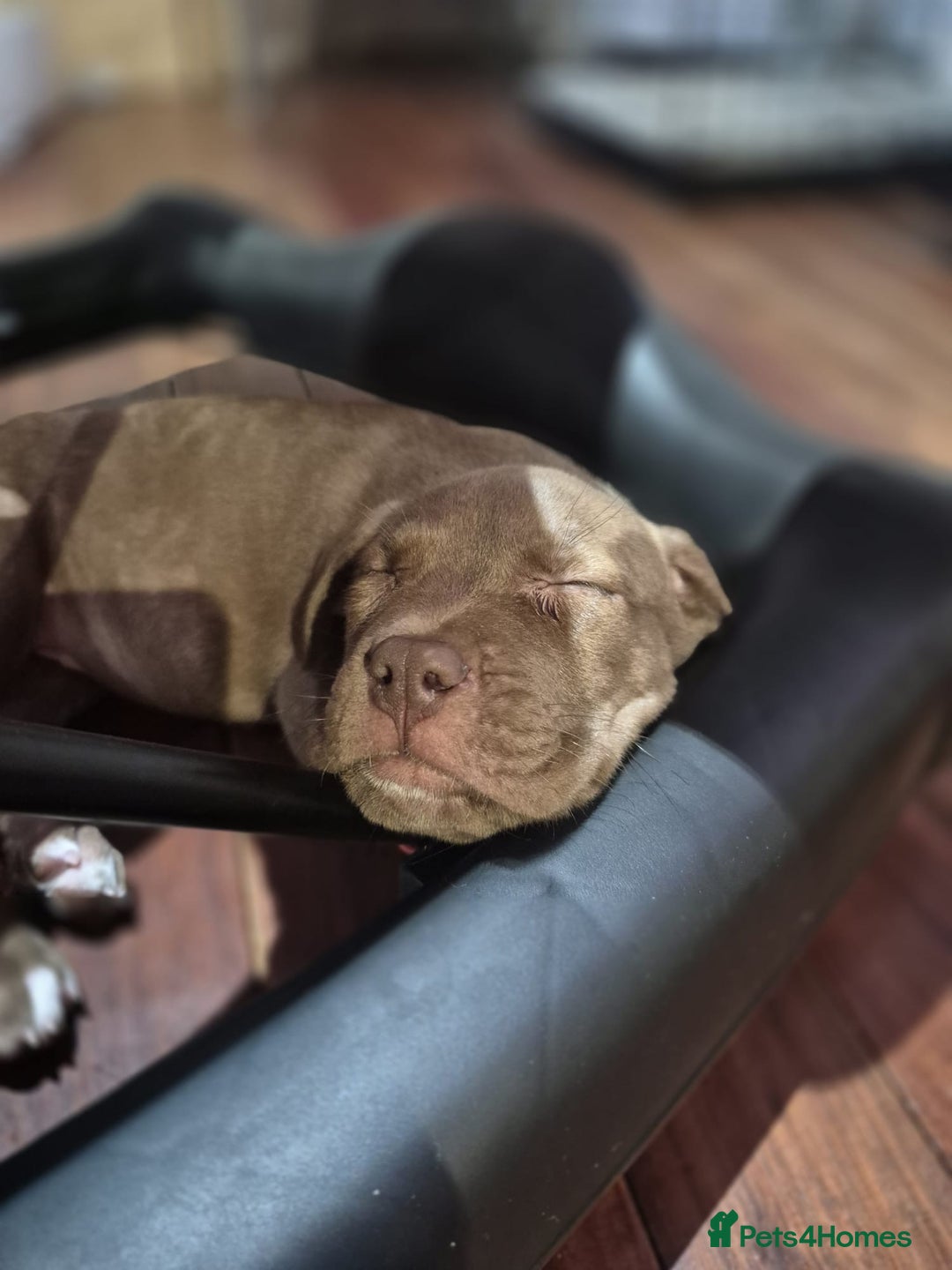 American Bulldog dogs for sale: American bulldog puppies  - Image 10