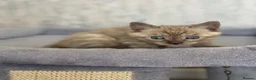 Bengal cats for sale: TICA registered Seal Solid Silver Mink Bengals - Advert 7
