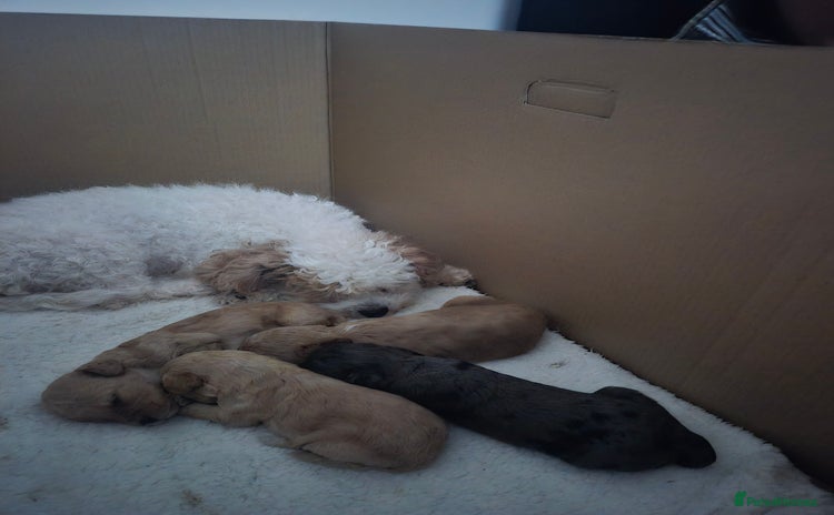 Cockapoo dogs for sale - Advert 1
